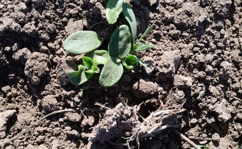 Verdura recién cortada del campo: fresca, barata y buena