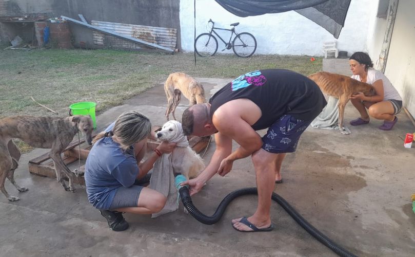 Proteccionistas junto a los perros rescatados