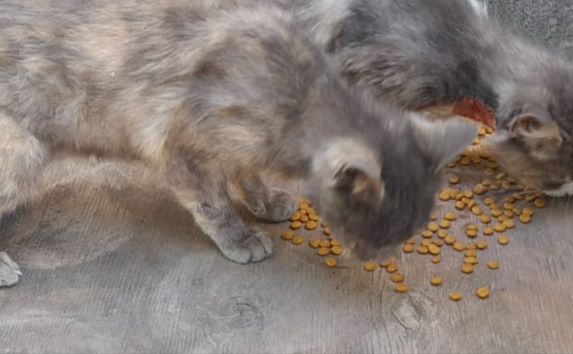 Gatitos rescatados con hambre