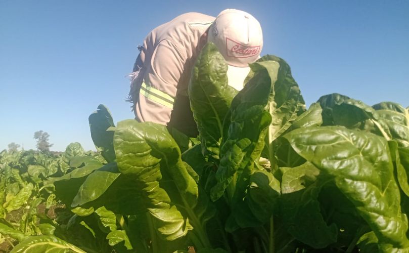 Juan Manuel Tejerina - de sol a sol produciendo