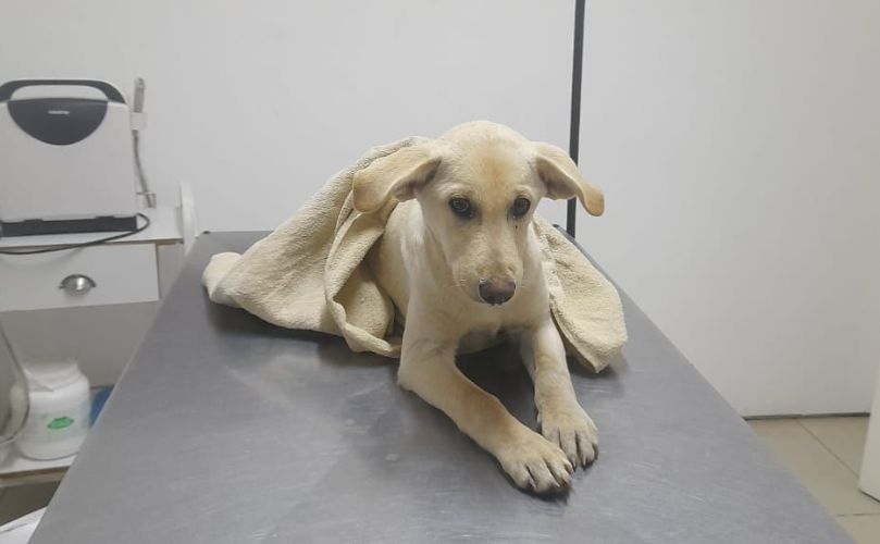 Uno de los perritos fallecidos