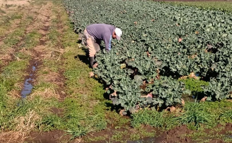 Juan Manuel Tejerina trabajando el campo con dedicación 