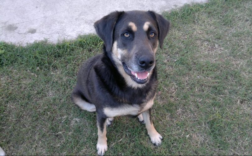 La Gorda necesita un hogar