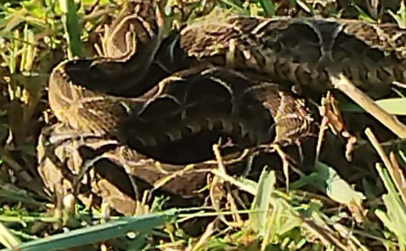 Yarará encontrada en General Lagos