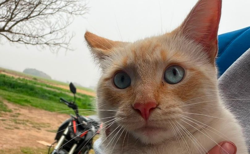 Mascota que gue hallada sin vida