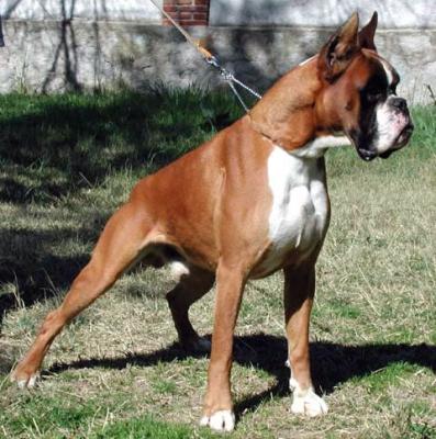 Un ejemplar de la raza Boxer (imagen ilustrativa)