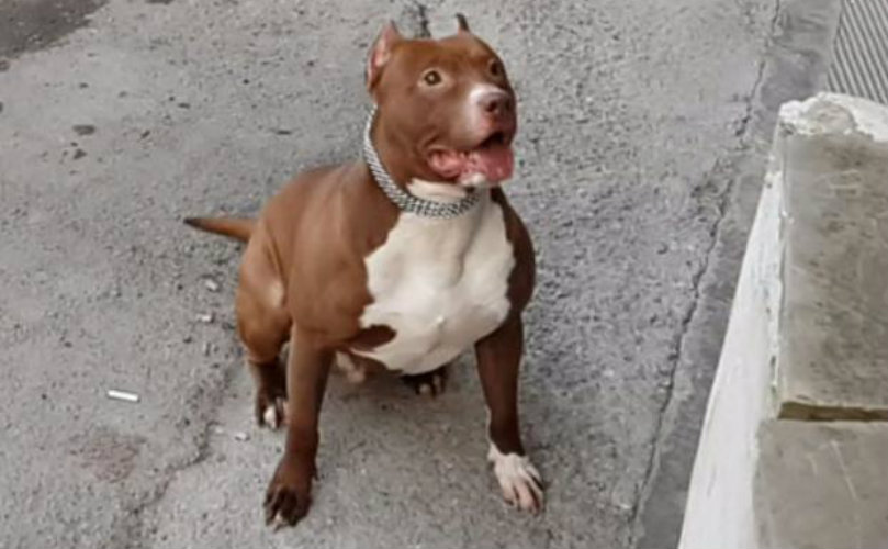 La víctima del pitbull se encuentra internado en recuperación de los ataques sufridos