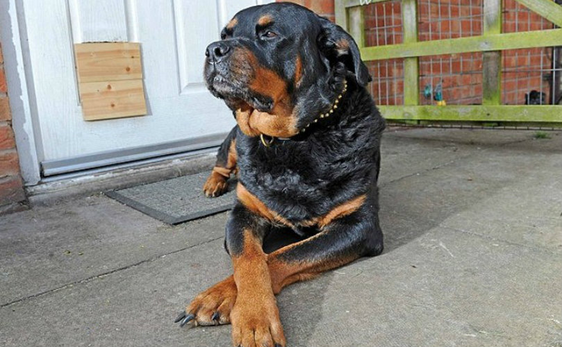 Perro de raza rottweiler