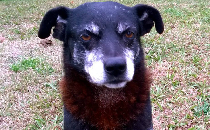 El perro de la polemica 