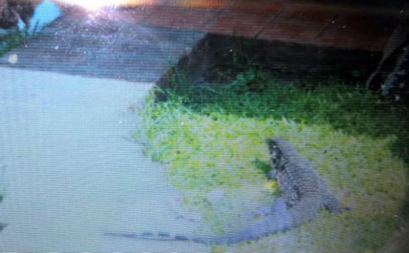 El reptil fue hallado en el patio de una vivienda de Lamadrid al 500