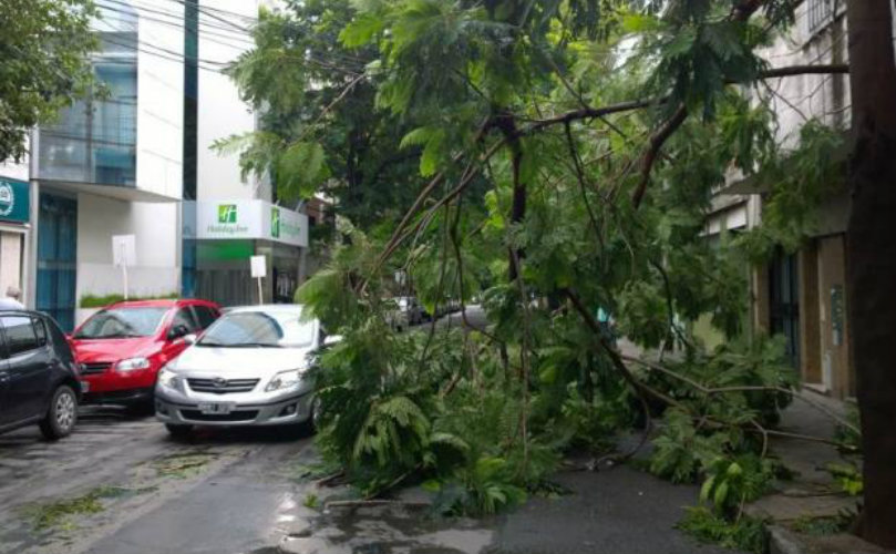 En Dorrego al 400, las ramas de un árbol cayeron a la calle y complican el tránsito