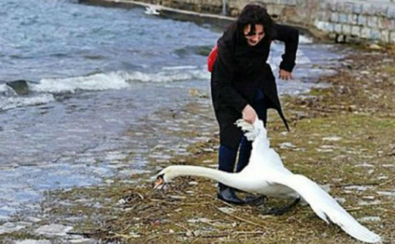 El cisne no sobrevivió al maltrato de la mujer.