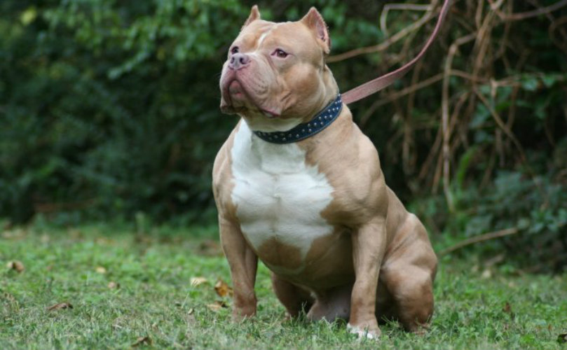 El dueño de un perro de raza pitbull fue condenado a ocho años de prisión