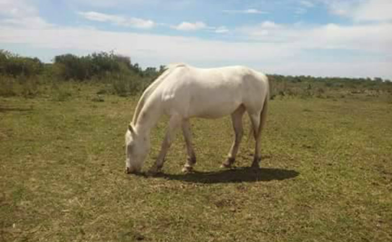 Uno de los caballos robados 