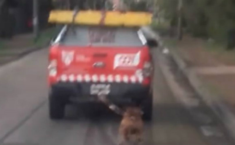 El aberrante traslado del perro