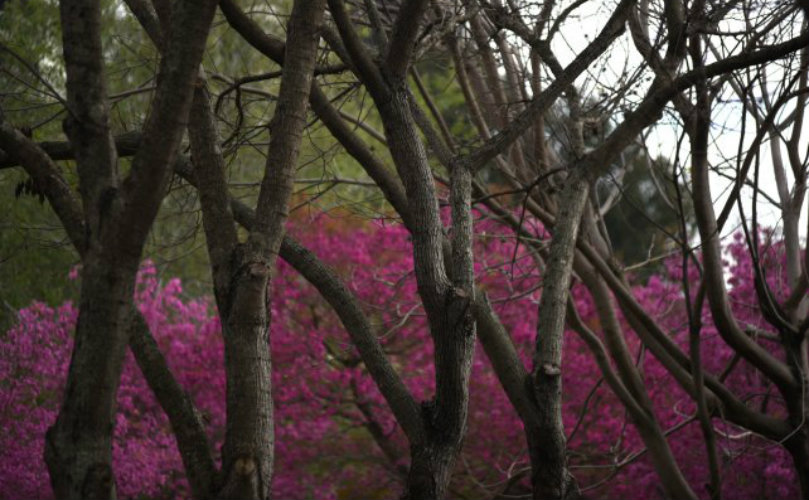 Bienvenida primavera