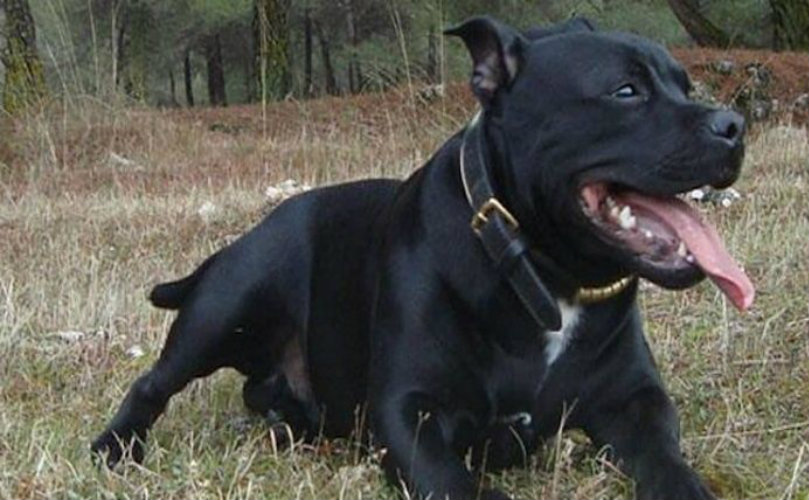 Un Staffordshire Bull Terrier acabó con la vida de su amo