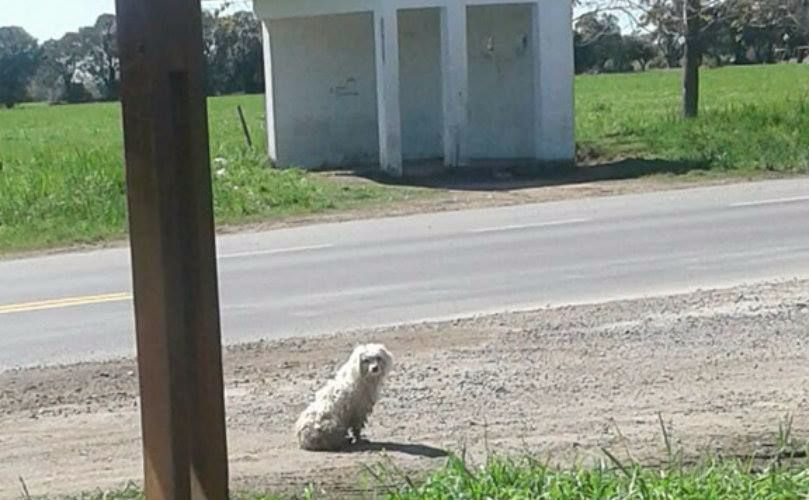 Fue atropellado en Ruta 21