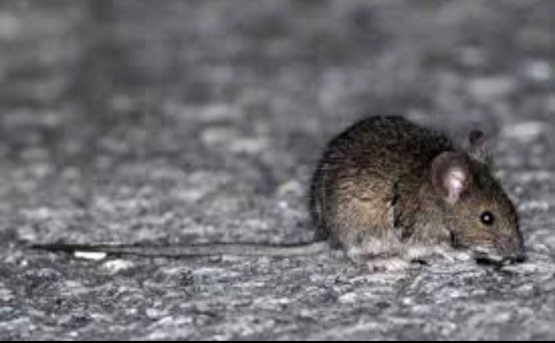 El roedor que transmite la enfermedad 