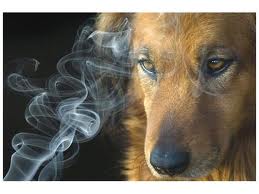 El humo de cigarrillo es nocivo para las mascotas