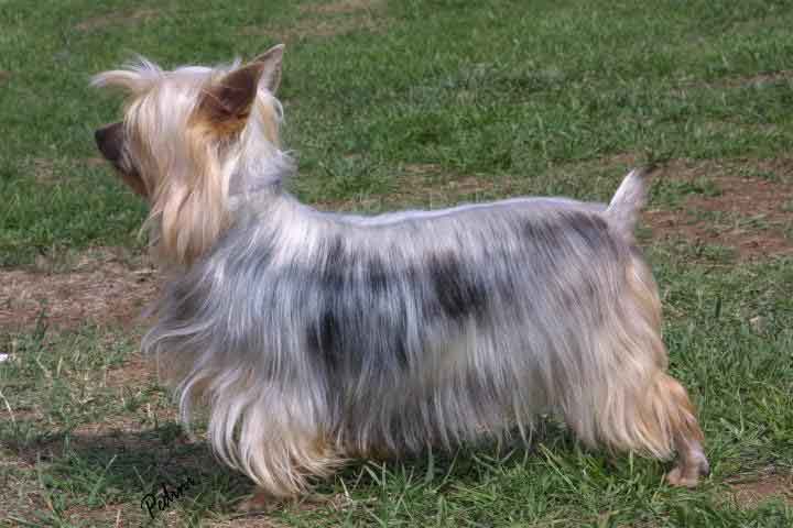 Perro de raza de pelo largo